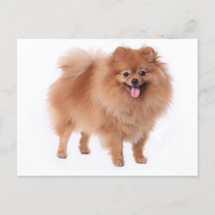 Pomeranian Puppy Hund Blank-kort Vykort