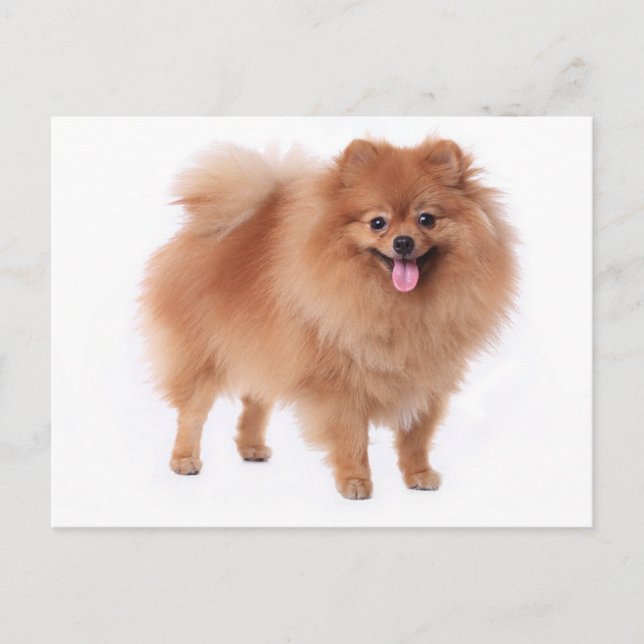 Pomeranian Puppy Hund Blank-kort Vykort (Framsida)