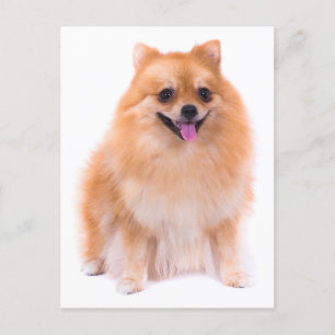 Pomeranian Puppy Hund Blank-kort Vykort