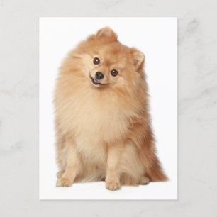 Pomeranian Puppy Hund Blank-kort Vykort
