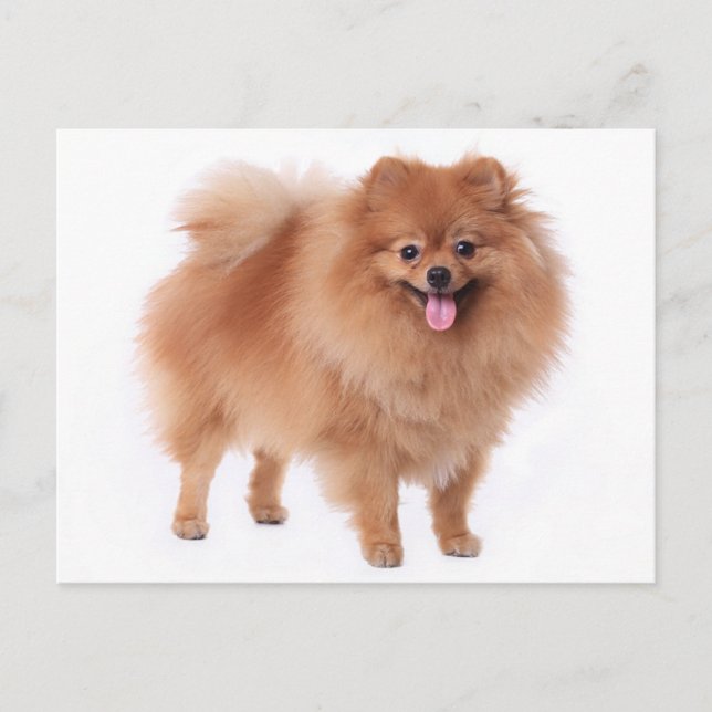Pomeranian Puppy Hund Blank-kort Vykort (Framsida)