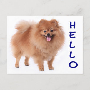 Pomeranian Puppy Hund Blank-kort Vykort