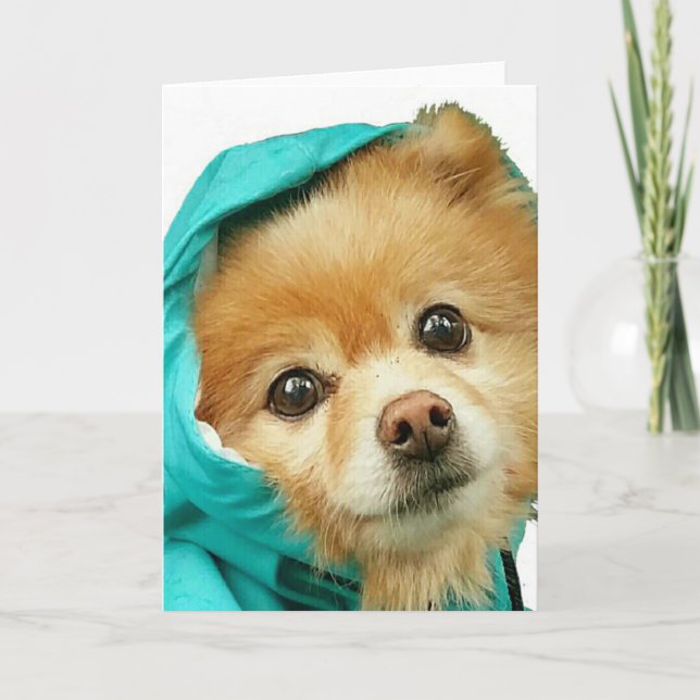 Pomeranian Raincoat nr. Kort (Framsida)