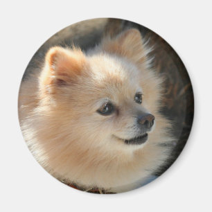 Pomeranian rundamagnet magnet