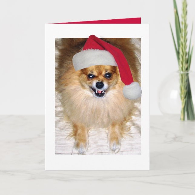 Pomeranian Santa julkort Helgkort (Framsida)
