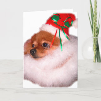 Pomeranian Santa julkort Helgkort