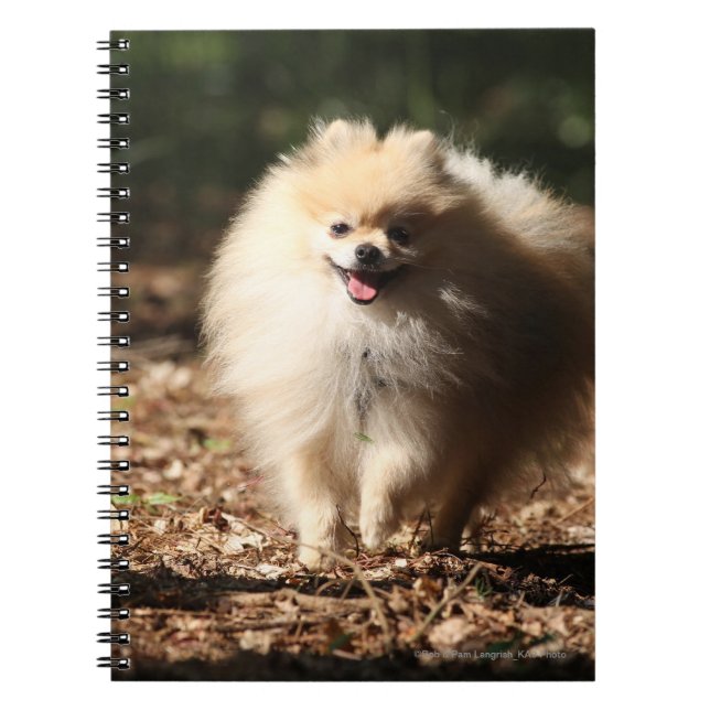 Pomeranian som traver i de stupade löven anteckningsbok med spiral (Framsidan)