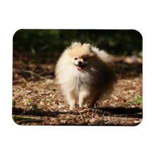 Pomeranian som traver i de stupade löven magnet