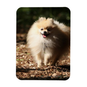 Pomeranian som traver i de stupade löven magnet