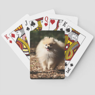 Pomeranian som traver i de stupade löven spel kort