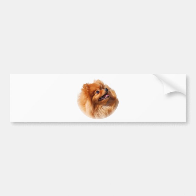Pomeranian Spitz Bildekal (Framsidan)