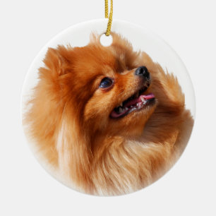 Pomeranian Spitz Julgransprydnad Keramik