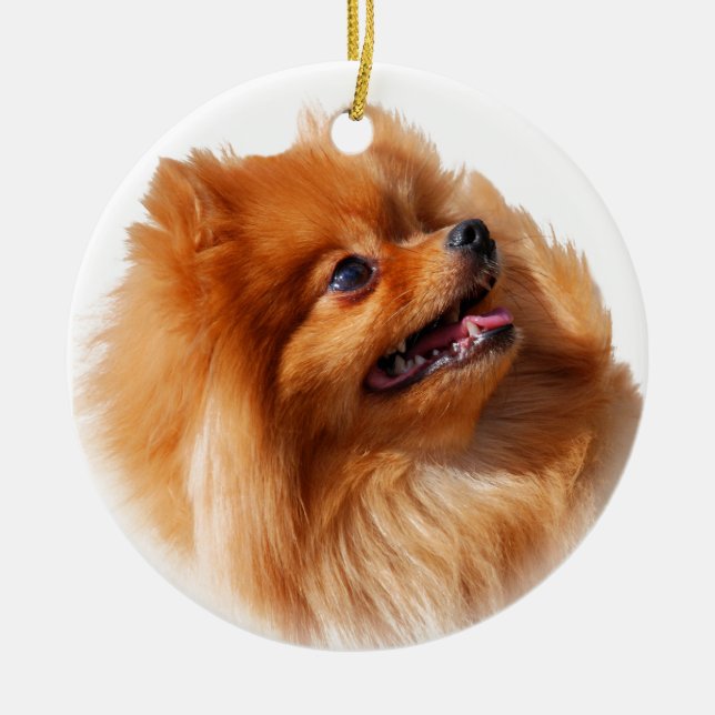 Pomeranian Spitz Julgransprydnad Keramik (Framsidan)