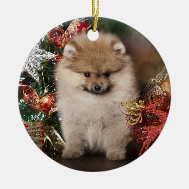 Pomeranian Spitz, julvalp Julgransprydnad Keramik (Framsidan)
