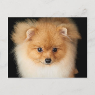 Pomeranian spitz vykort
