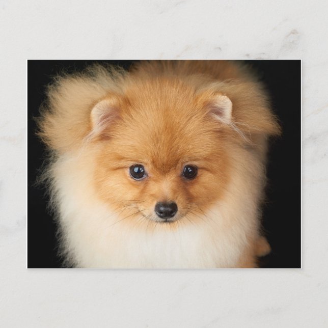 Pomeranian spitz vykort (Framsida)