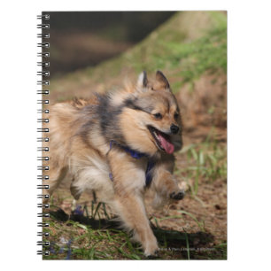 Pomeranian spring med selet på anteckningsbok med spiral