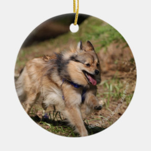 Pomeranian spring med selet på julgransprydnad keramik