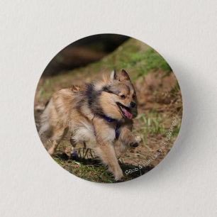 Pomeranian spring med selet på knapp