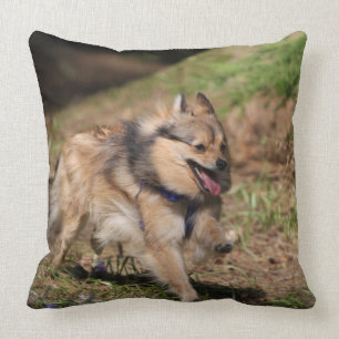 Pomeranian spring med selet på kudde