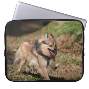 Pomeranian spring med selet på laptop sleeve