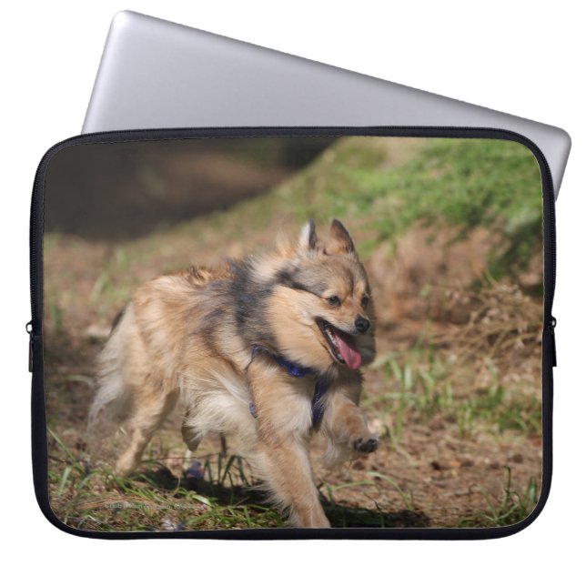 Pomeranian spring med selet på laptop sleeve (Framsidan)
