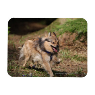 Pomeranian spring med selet på magnet