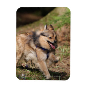 Pomeranian spring med selet på magnet
