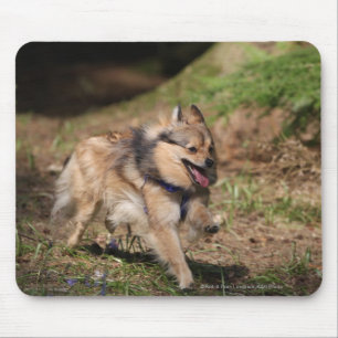 Pomeranian spring med selet på musmatta