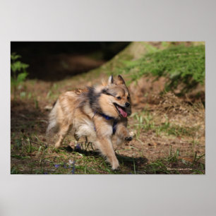 Pomeranian spring med selet på poster