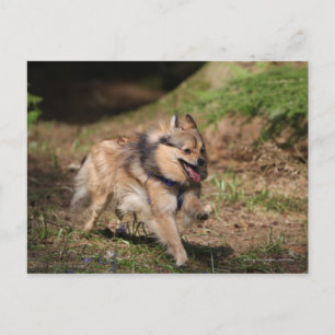 Pomeranian spring med selet på vykort