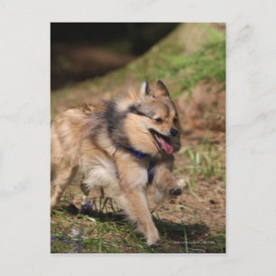 Pomeranian spring med selet på vykort