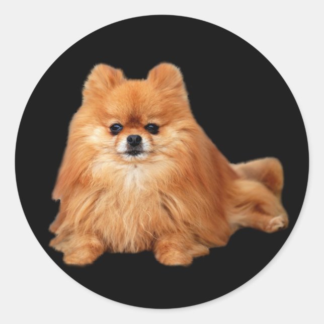 Pomeranian Sticker Runt Klistermärke (Framsida)