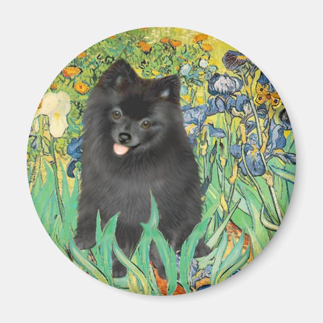 Pomeranian (svart) - Iris Magnet (Framsidan)