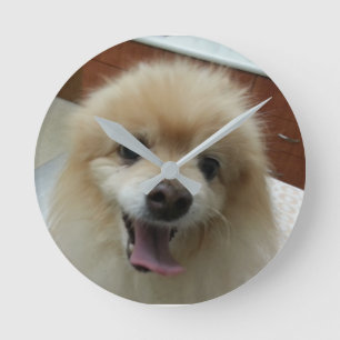 Pomeranian tar tid på rund klocka
