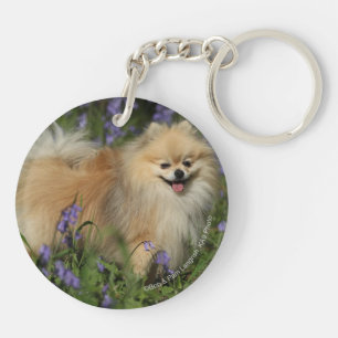 Pomeranian tittar kameran i blåklockorna