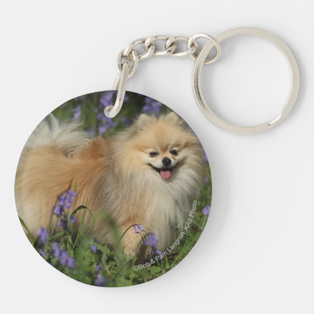 Pomeranian tittar kameran i blåklockorna (Baksidan)