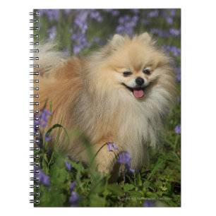 Pomeranian tittar kameran i blåklockorna anteckningsbok