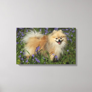 Pomeranian tittar kameran i blåklockorna canvastryck