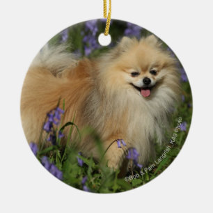 Pomeranian tittar kameran i blåklockorna julgransprydnad keramik