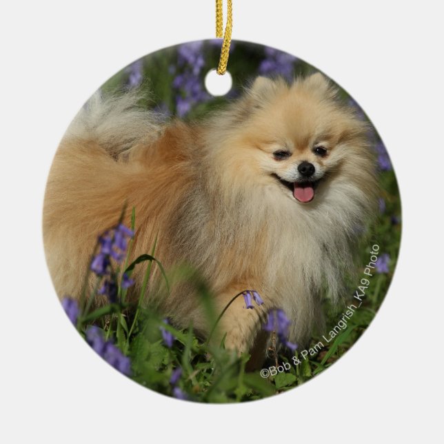 Pomeranian tittar kameran i blåklockorna julgransprydnad keramik (Framsidan)