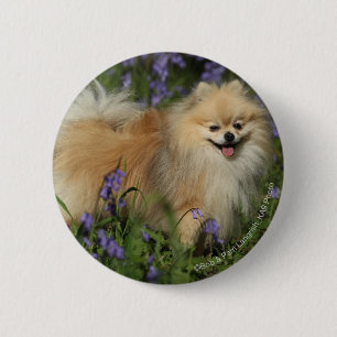 Pomeranian tittar kameran i blåklockorna knapp