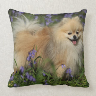 Pomeranian tittar kameran i blåklockorna kudde