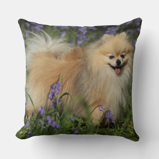 Pomeranian tittar kameran i blåklockorna kudde (Framsida)