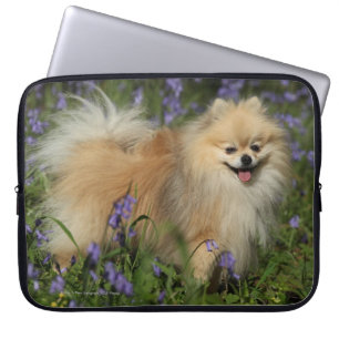 Pomeranian tittar kameran i blåklockorna laptop sleeve