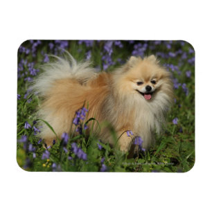 Pomeranian tittar kameran i blåklockorna magnet