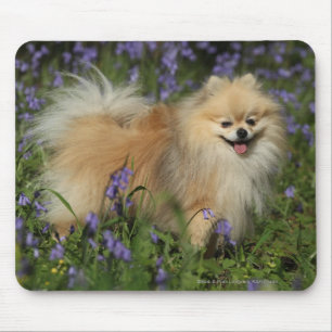 Pomeranian tittar kameran i blåklockorna musmatta