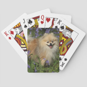 Pomeranian tittar kameran i blåklockorna spelkort