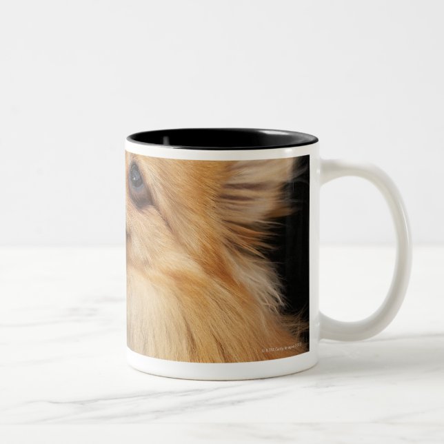 Pomeranian tittar upp på svart Två-Tonad mugg (Höger)