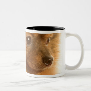 Pomeranian Två-Tonad Mugg